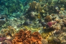 Arcanthurus sohal