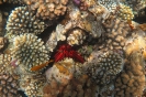 Heterocentrotus mammillatus
