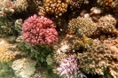 Madrepora lampone