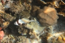 Pesce palla