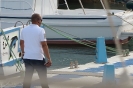 Pitone sul pontile