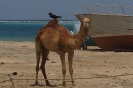 Sharm Luli