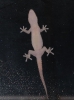 Geco