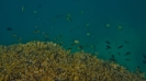 Comuntà del reef