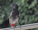 Bulbul dal sottocoda rosso