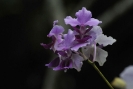 Orchidea