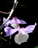 Orchidea
