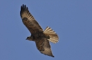 Falco delle Galapagos in volo