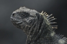 Iguana adolescente