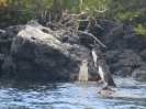 Pinguini
