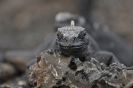 Sguardo di iguana
