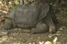 El solitario George