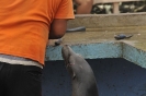 Foca furba