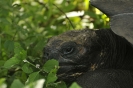Giovane tartaruga