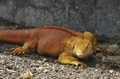 Iguana terrestre