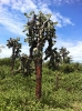 Piante endemiche
