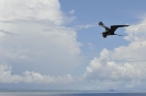 Fregata in volo