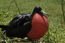 Fregata maschio