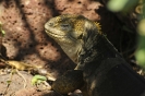 Iguana terrestre