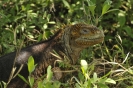 Iguana terrestre in posa