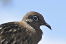 Piquero