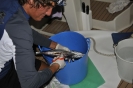 Si filetta a tutte le ore anche con pila frontale