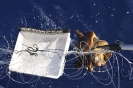 Una povera vittima della pesca