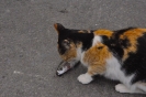 Mici felici