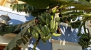 Castellorizo