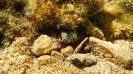 Sbirciatina
