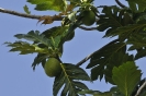 Albero del pane