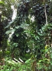 Foresta pluviale