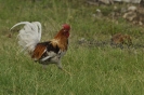 Gallo
