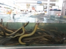 Anguille al supermercato