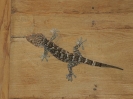 Geko