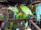 Bird market