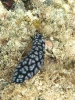 Nudibranco
