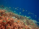 INDONESIA, Mansuar