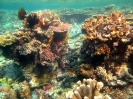 INDONESIA, Penemu