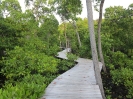 Al resort attraverso le mangrovie