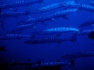 Banco di barracuda