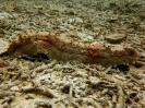 Oloturia