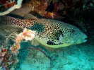 Pesce palla