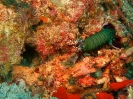 Squilla Pavone