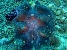 INDONESIA, Pulau Pef