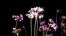 Natura
