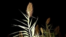 Natura