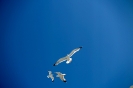 Gabbiani nel cielo di Trapani