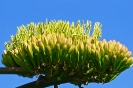 Lipari
