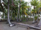 Palme da cocco